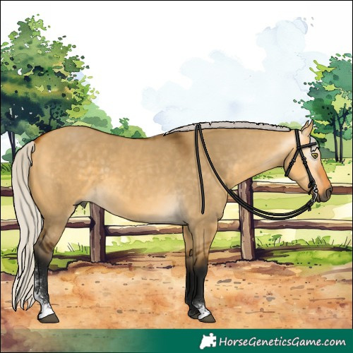 Horse Color:Gray Silver Buckskin Dun Sabino 