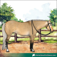 Horse Color:Gray Silver Buckskin Dun Sabino