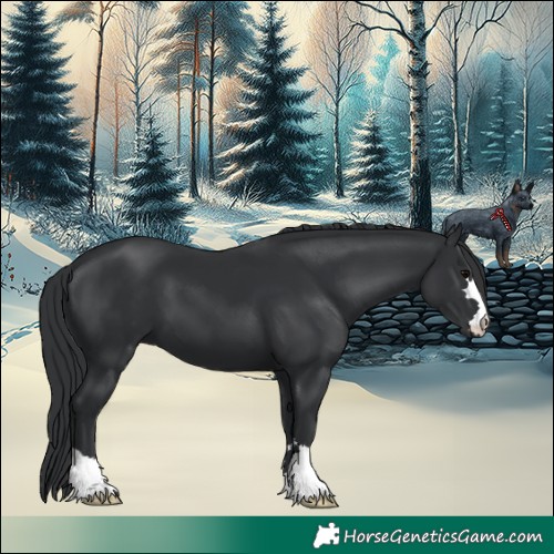 Horse Color:Black 