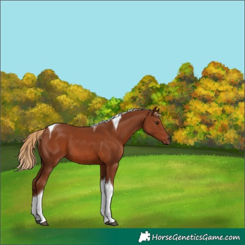 Horse Color:Chestnut Tobiano