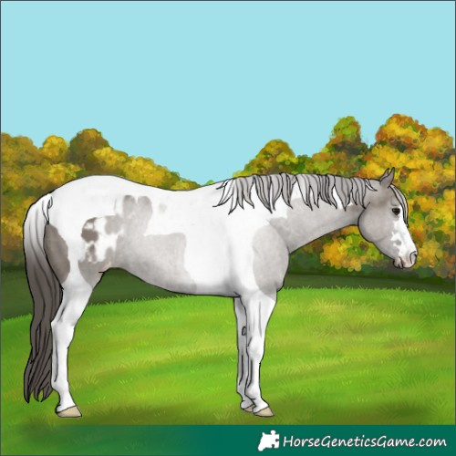 Horse Color:Grullo Tobiano Blanket 