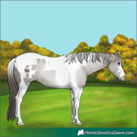 Horse Color:Grullo Tobiano Blanket