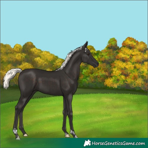 Horse Color:Liver Chestnut Mushroom Tobiano 
