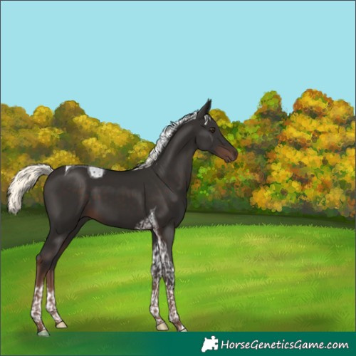 Horse Color:Liver Chestnut Mushroom Tobiano 