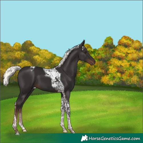 Horse Color:Liver Chestnut Mushroom Tobiano 