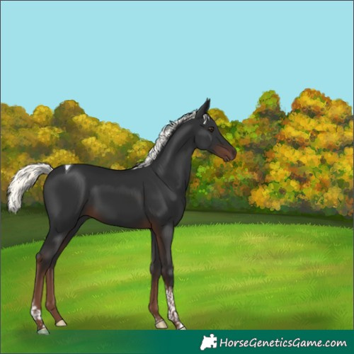 Horse Color:Liver Chestnut Mushroom Tobiano 