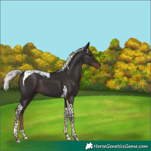 Horse Color:Liver Chestnut Mushroom Tobiano 