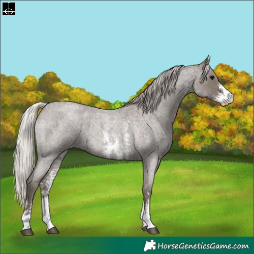 Horse Color:Silver Blue Roan Sabino 
