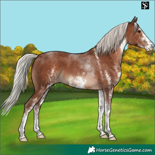 Horse Color:White Spotted Silver Black Tobiano 