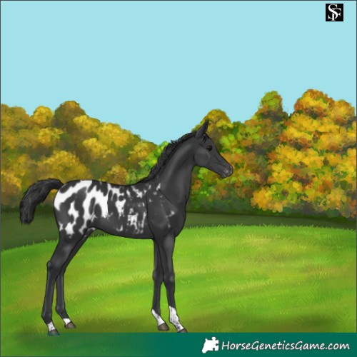 Horse Color:Black Tobiano Appaloosa 