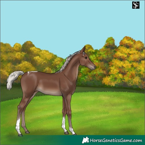 Horse Color:Silver Black Tobiano 