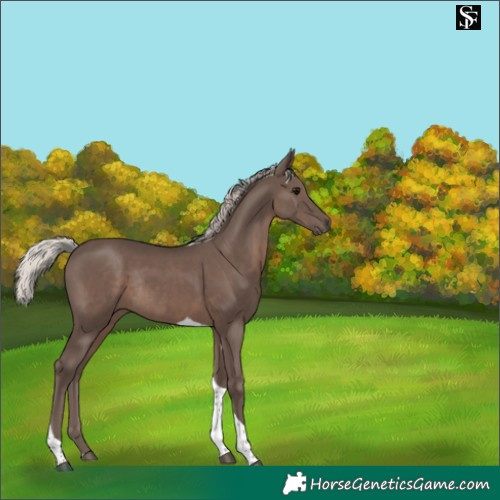 Horse Color:Silver Black Tobiano Rabicano 