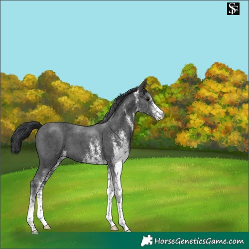Horse Color:White Spotted Black Tobiano 