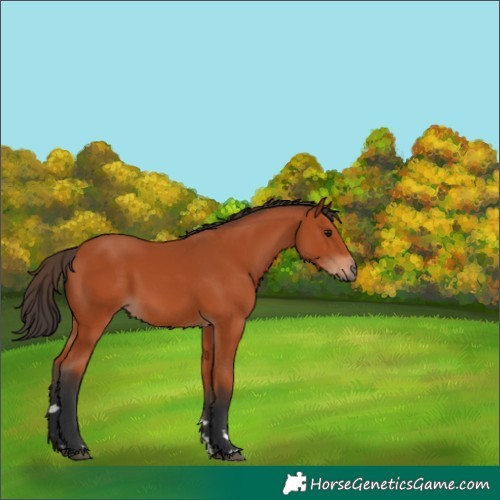 Horse Color:Bay 
