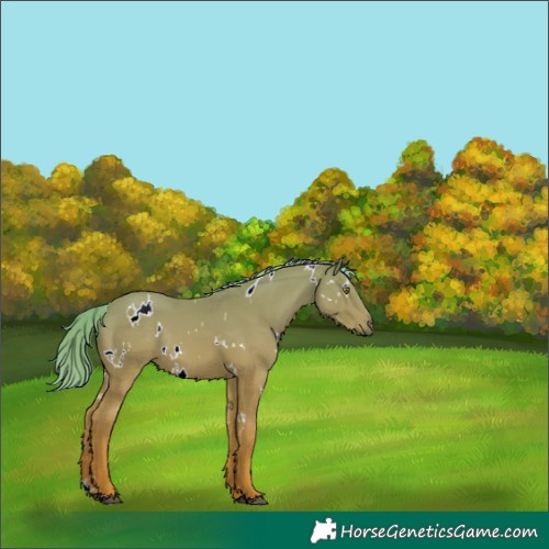 Horse Color:Unknown 