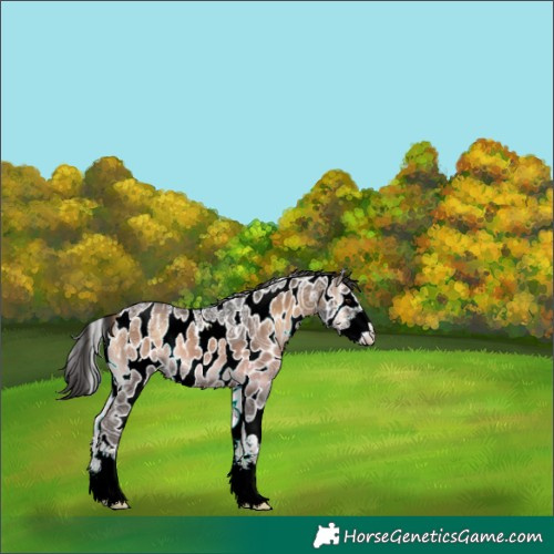 Horse Color:Powder White Liver Red Onyx Ice Sabino Appaloosa Rabicano 