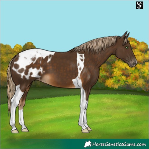 Horse Color:Chocolate Palomino Tobiano Appaloosa 