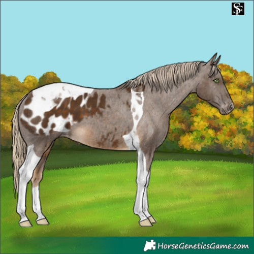 Horse Color:Chocolate Palomino Tobiano Appaloosa 