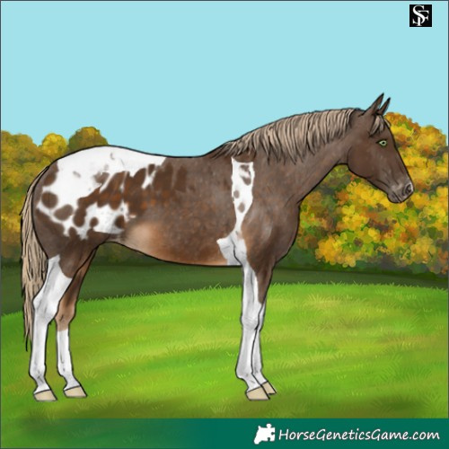 Horse Color:Chocolate Palomino Tobiano Appaloosa 