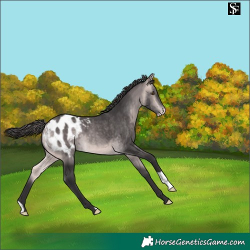 Horse Color:Platinum Buckskin Appaloosa 