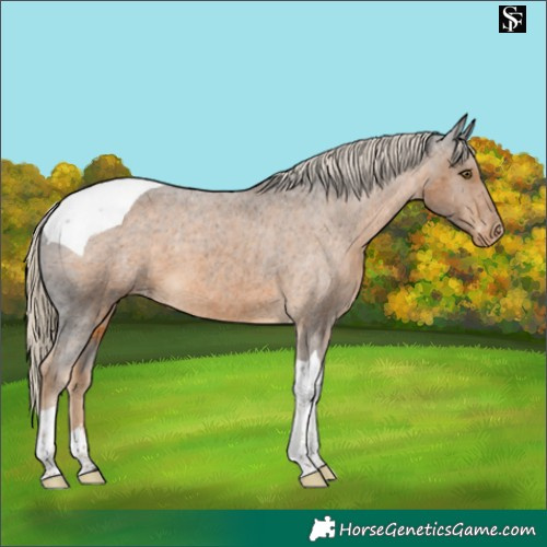 Horse Color:Chocolate Palomino Tobiano Appaloosa 
