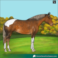 Horse Color:Chocolate Palomino Tobiano Appaloosa 