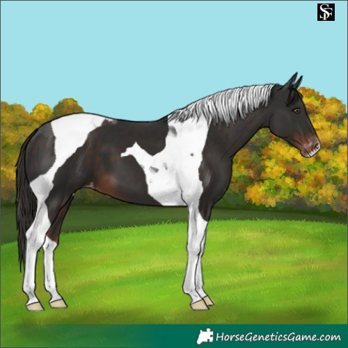 Horse Color:Liver Chestnut Tobiano Appaloosa 