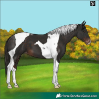 Horse Color:Liver Chestnut Tobiano Appaloosa 