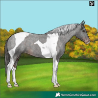 Horse Color:Liver Chestnut Tobiano Appaloosa 