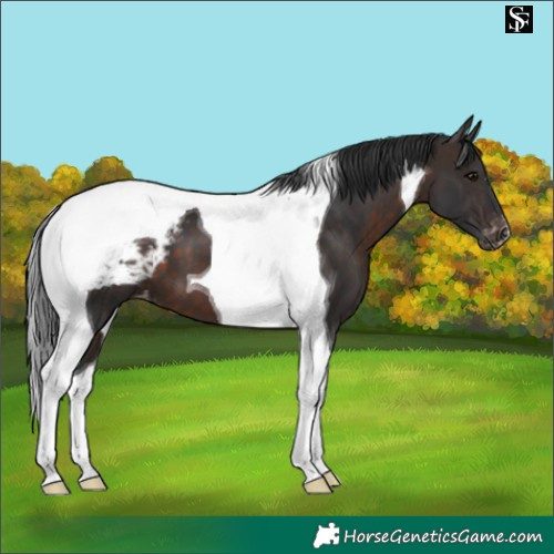 Horse Color:Brown Tobiano Appaloosa 