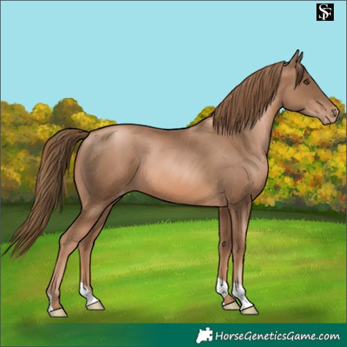 Horse Color:Liver Chestnut Pearl Appaloosa 