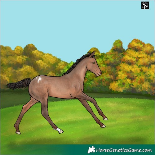 Horse Color:Sable Champagne Appaloosa 