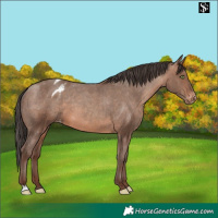 Horse Color:Sable Champagne Appaloosa