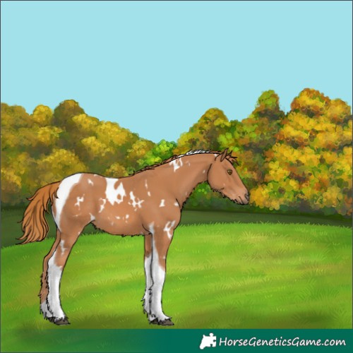 Horse Color:White Spotted Chestnut Tobiano 