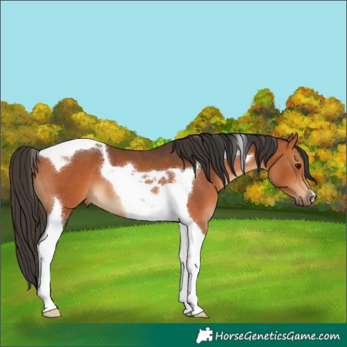 Horse Color:Bay Tobiano 