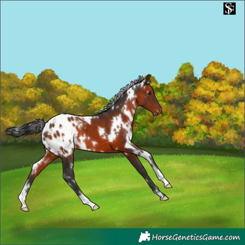 Horse Color:White Spotted Brown Appaloosa 