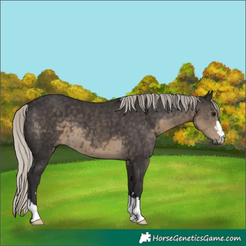 Horse Color:Silver Smoky Black 