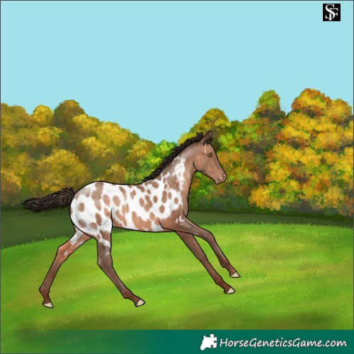 Horse Color:Sable Champagne Appaloosa 