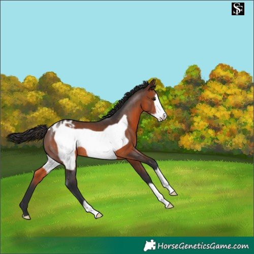 Horse Color:Brown Frame Appaloosa 
