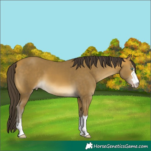Horse Color:Sable Cream Champagne 