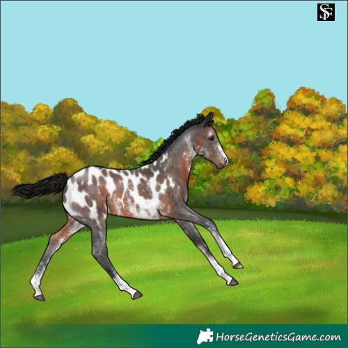 Horse Color:Gray Brown Sabino Appaloosa 