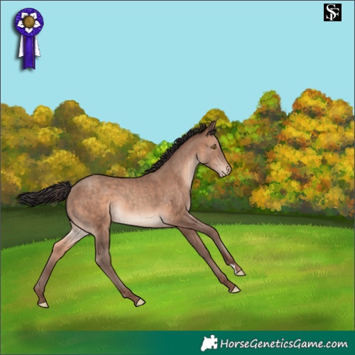 Horse Color:Sable Champagne Appaloosa 