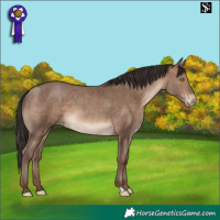 Horse Color:Sable Champagne Appaloosa 