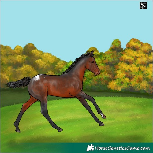 Horse Color:Brown Appaloosa 