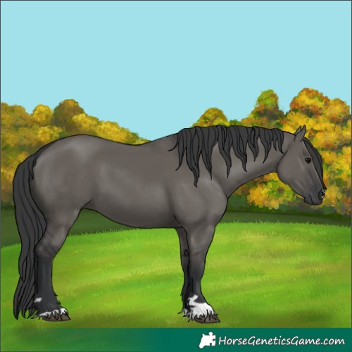 Horse Color:Grullo