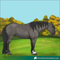 Horse Color:Grullo 
