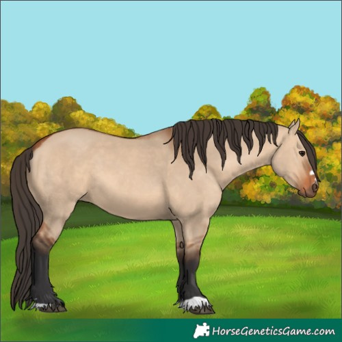 Horse Color:Bay Dun