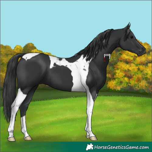 Horse Color:Black Tobiano 