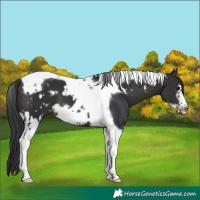 Horse Color:Brown Tobiano Frame  and Brown Tobiano Frame 