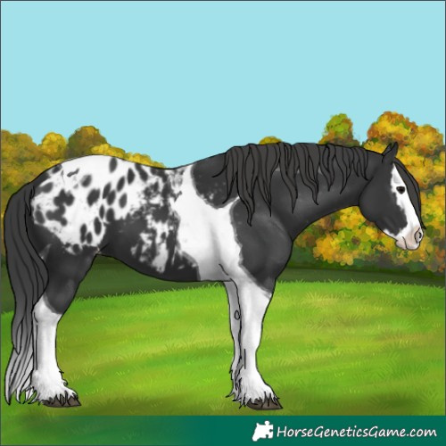 Horse Color:Black Splash Tobiano Appaloosa